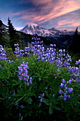 Landscape, Mount Rainier National Park, Washington State, United States of America, North America