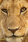 Junger männlicher Löwe (Panthera Leo), Masai Mara National Reserve, Kenia, Ostafrika, Afrika