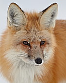 Red fox (Vulpes vulpes) in the snow, Grand Teton National Park, Wyoming, United States of America, North America 