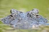 Nilkrokodil (Crocodylus niloticus) im Wasser, Krüger-Nationalpark, Südafrika, Afrika