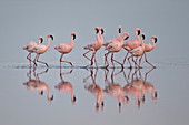 Lesser flamingo (Phoeniconaias minor) group, Serengeti National Park, Tanzania, East Africa, Africa