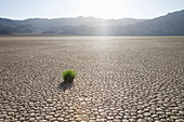 Grass in dried earth, Racetrack Point, Death Valley National Park, California, United States of America, North America