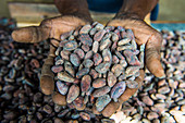 Frauenhände halten Kakaobohnen, Kakaoplantage Roca Aguaize, Ostküste von Sao Tome, Sao Tome und Principe, Atlantik, Afrika
