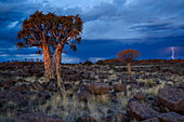 Blitzeinschläge inmitten der Felsen und Köcherbäume bei Sonnenuntergang auf dem Spielplatz des Riesen, Keetmanshoop, Namibia, Afrika