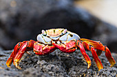 Sally lightfoot crab (Grapsus grapsus), Cerro Dragon, Santa Cruz Island, Galapagos Islands, Ecuador, South America