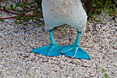 Blaufußtölpel (Sula nebouxii), Seymour Norte Insel, Galapagos-Inseln, Ecuador, Südamerika