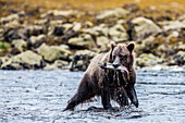 Junger Braunbär (Ursus arctos) fischt rosa Lachs bei Ebbe im Hafen von Pavlof, Insel Chichagof, Südost-Alaska, Vereinigte Staaten von Amerika, Nordamerika für rosa Lachs