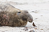 Vernarbter Südlicher See-Elefantenbulle (Mirounga leonina) und Falklandzaunkönig (Troglodytes cobbi), Sea Lion Island Falklandinseln, Südamerika