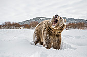 Braunbär (Grizzly) (Ursus arctos), Montana, Vereinigte Staaten von Amerika, Nordamerika