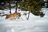 Sibirischer Tiger (Panthera tigris altaica), Montana, Vereinigte Staaten von Amerika, Nordamerika