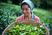 A girl collects tea leaves in the state of Meghalaya in north east India, India, Asia