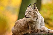 Lynx looks excited, Bad Schandau, Elbe Sandstone Mountains, Saxon Switzerland National Park, Saxon Switzerland, Saxony, Germany