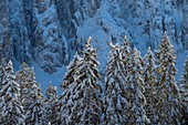 Der winterlich verschneite Karerwald im Eggental, Südtirol, Italien