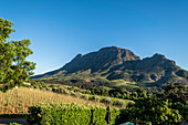 Weingut Clouds Estate, Stellenbosch, Cape Winelands,  Südafrika, Afrika