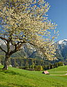 blühender Kirschbaum, Sengsengebirge, Windischgarsten, Oberösterreich, Österreich