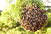 Bee nest in the sunlight. California, United States.