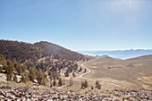 Blick in die Ebene mit geschlängelter Straße bei dem Ancient Bristlecone Pine Forest, Kalifornien, USA