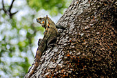 Lizard observes the surroundings from the tree. Puerto Viejo; Talamanca; Lime; Southeast; Costarica; Central America;