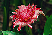 Fackel Ingwer (Etlingera elatior) Blüte, Asien