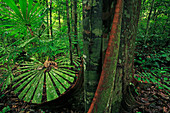 Fächerpalme (Licuala sp) im Regenwald, Lambir Hills Nationalpark, Sarawak, Malaysia, Asien