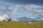 Mutter und Fohlen, Zebra (Equus quagga) in der Nähe eines Regenbogens, Ol Pejeta Conservancy, Laikipia, Kenia, Afrika