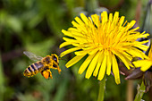 Honigbiene (Apis mellifera) nähert sich Blume, Löwenzahn, Bayern, Deutschland