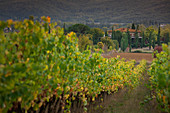 Wine fields in Tuscany, Italy