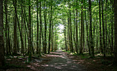 Bäume im Wald im Nationalpark Berchtesgaden bei St. Bartholomä am Königssee, Bayern\n