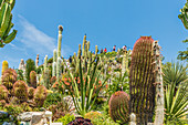 Der Kaktusgarten im exotischen Garten von Eze, Eze, Alpes Maritimes, Provence Alpes Côte d'Azur, Französische Riviera, Frankreich, Mittelmeer, Europa