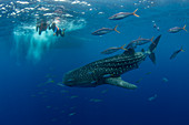Whale shark (Rhincodon typus) with rainbow runner observed by a tourist and guide in Honda Bay, Palawan, The Philippines, Southeast Asia, Asia