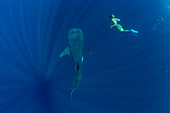 Tourist swimming with a whale shark (Rhincodon typus) in Honda Bay, Palawan, The Philippines, Southeast Asia, Asia