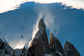 Ein Conder fliegt am Cerro Torres, Los Glaciares Nationalpark, UNESCO-Weltkulturerbe, Provinz Santa Cruz, Patagonien, Argentinien, Südamerika