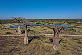 Affenbrotbäume (Adansonia grandidieri), Madagaskar, Afrika
