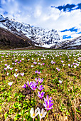 Blüte von Crocus nivea in Val Radons (Radontal), Region Albula, Kanton Graubünden (Graubunden), Schweiz, Europa