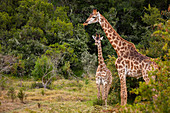 Giraffen auf Safari in Südafrika, in einem privaten Wildreservat, Südafrika, Afrika