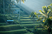 Die Tegalalang-Reisterrassen in der Nähe von Ubud, Bali, Indonesien, Südostasien, Asien