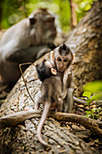 Baby-Langschwanzmakaken, Sacred Monkey Forest Sanctuary (Affenwald Schutzgebiet von Ubud), Ubud, Bali, Indonesien, Südostasien, Asien
