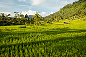 Landscape near Sidemen, Bali, Indonesia, Southeast Asia, Asia