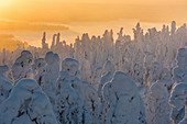Schneebedeckte Bäume (Tykky), bei Sonnenaufgang, Ruka, Kuusamo, Finnland, Europa
