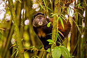 Goldmeerkatze im Vulkan-Nationalpark, Ruanda, Afrika