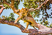 Hanging Lions in the Ishasha sector, Queen Elizabeth National Park, Uganda, East Africa, Africa