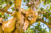 Hanging Lions in the Ishasha sector, Queen Elizabeth National Park, Uganda, East Africa, Africa