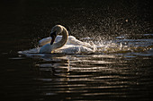 Mute swan (Cygnus olor) bathing, Kent, England, United Kingdom, Europe