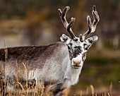 Reindeer (Rangifer tarandus), Kilpisjarvi, Lapland, Finland, Europe