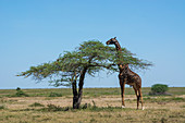 Masai giraffe (Giraffa camelopardalis tippelskirchi), Ndutu, Serengeti UNESCO World Heritage Site, Tanzania, East Africa, Africa