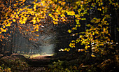 Herbstlicher Buchenwald (Fagus sylvatica) mit Waldweg im morgendlichen sonnenlicht, King'sWood, Challock, Kent, England, Vereinigtes Königreich, Europa