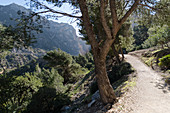 Johannisbrotbäume und Kiefern, Wanderweg in der Gaitanejo-Schlucht, Provinz Malaga, Andalusien, Spanien