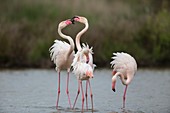 Frankreich, Bouches-du-Rhône, Regionaler Naturpark Camargue, Saintes Maries de la Mer, Ornithologischer Park von Pont de Gau, herausfordernde Haltung von Rosa Flamingos (Phoenicopterus roseus)