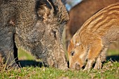 France, Haute Saone, Private park, Wild Boar (Sus scrofa), sow and babies (piglets)