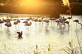 France, Bouches du Rhone, Parc naturel regional de Camargue (Regional Natural Park of Camargue), Saintes Maries de la Mer, ornithological park Pont de Gau flamingos
